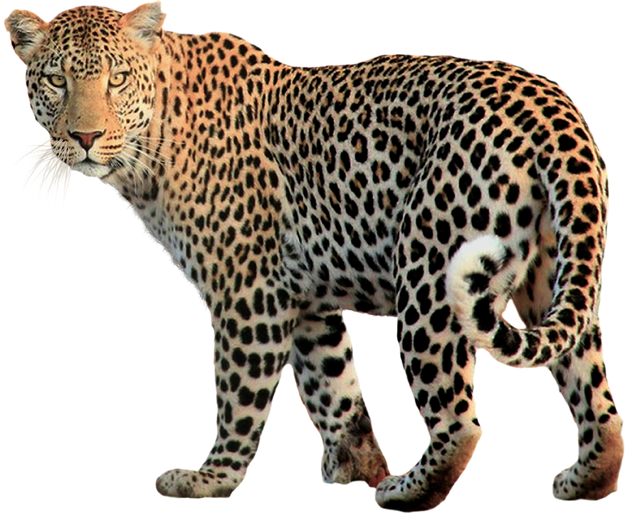 Leopardo transparente