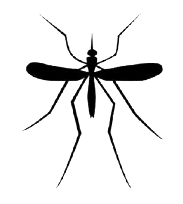 Mosquito Scarica png