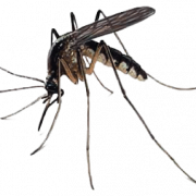 Mosquito Téléchargement gratuit PNG