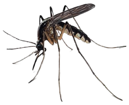Mosquito kostenloser Download PNG