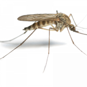 Immagine PNG gratuita per le zanzare