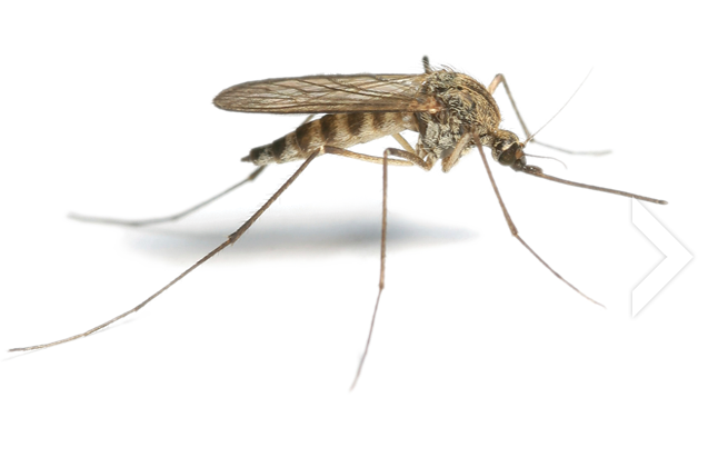 Immagine PNG gratuita per le zanzare