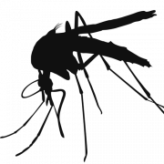 Mosquito PNG de alta calidad