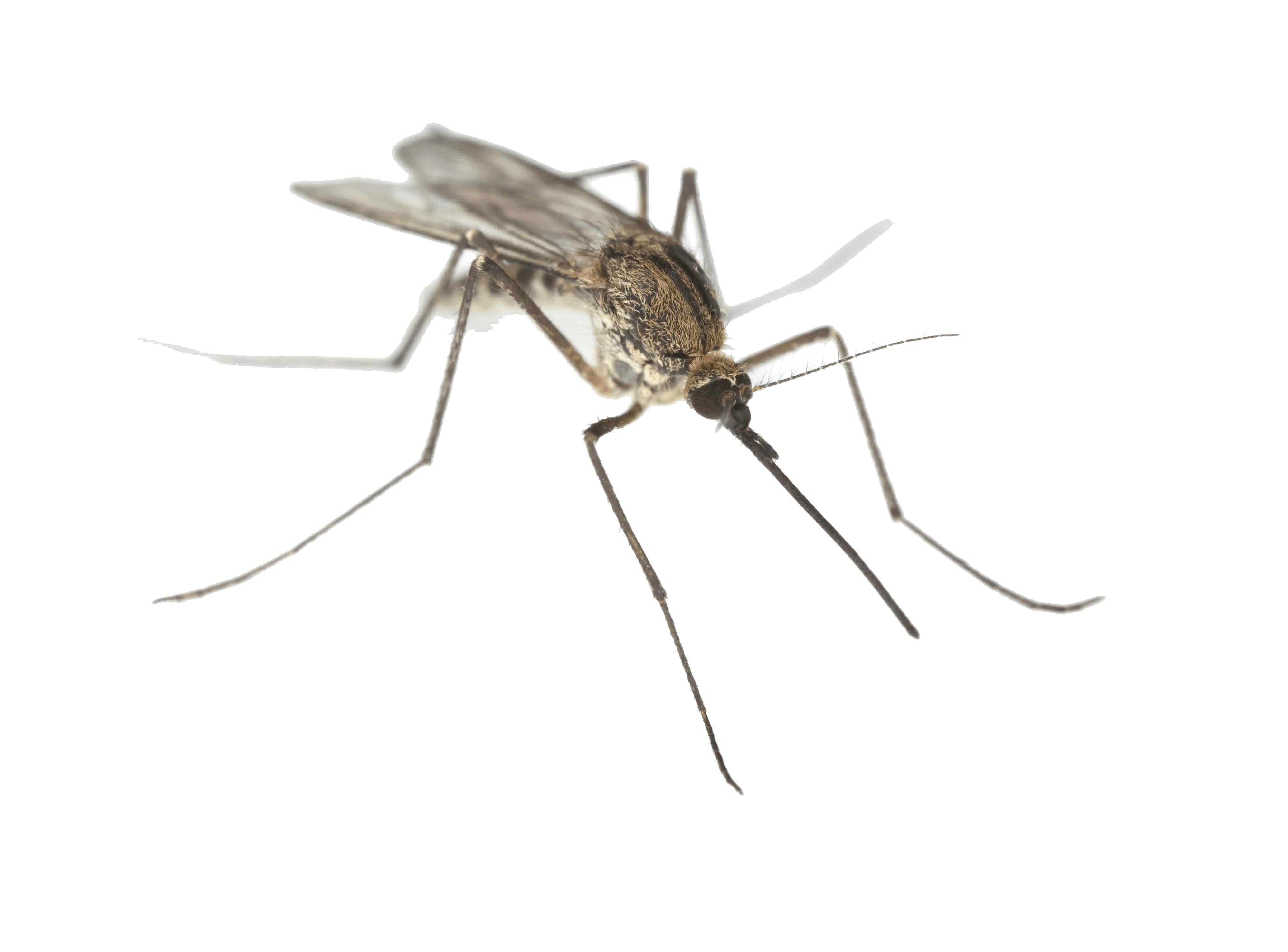 Mosquito PNG Clipart