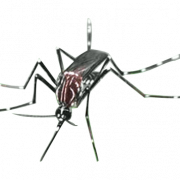 Muggen PNG -bestand