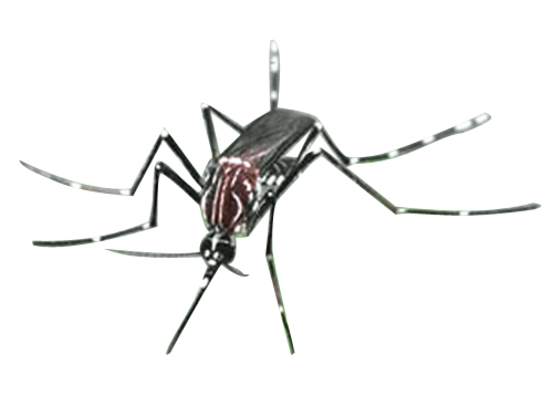 File Mosquito png