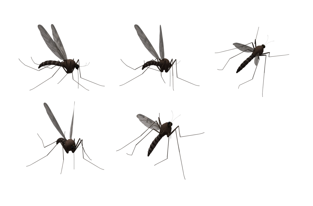 Mosquito PNG HD