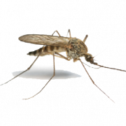 Image PNG de moustique