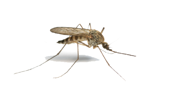 Mosquito PNG Immagine