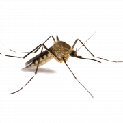 Imagens PNG de mosquito
