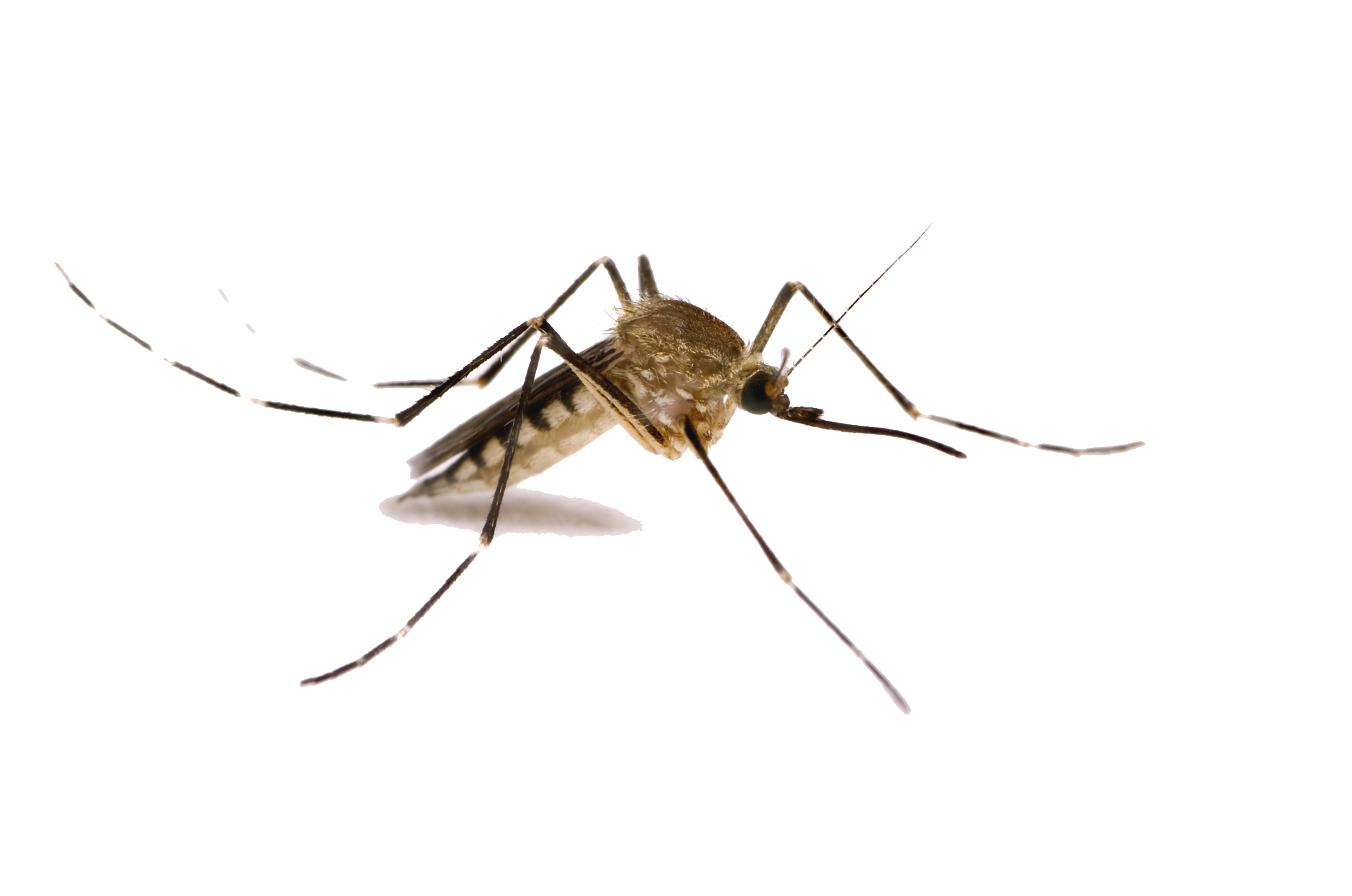 Mosquito PNG Images