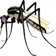 Mosquito png foto