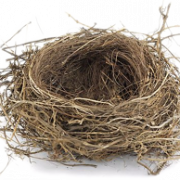 Nest ücretsiz indir png