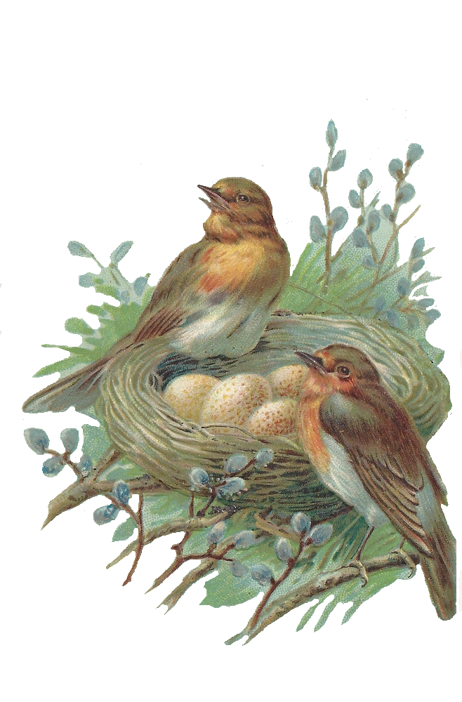 Nest PNG Image