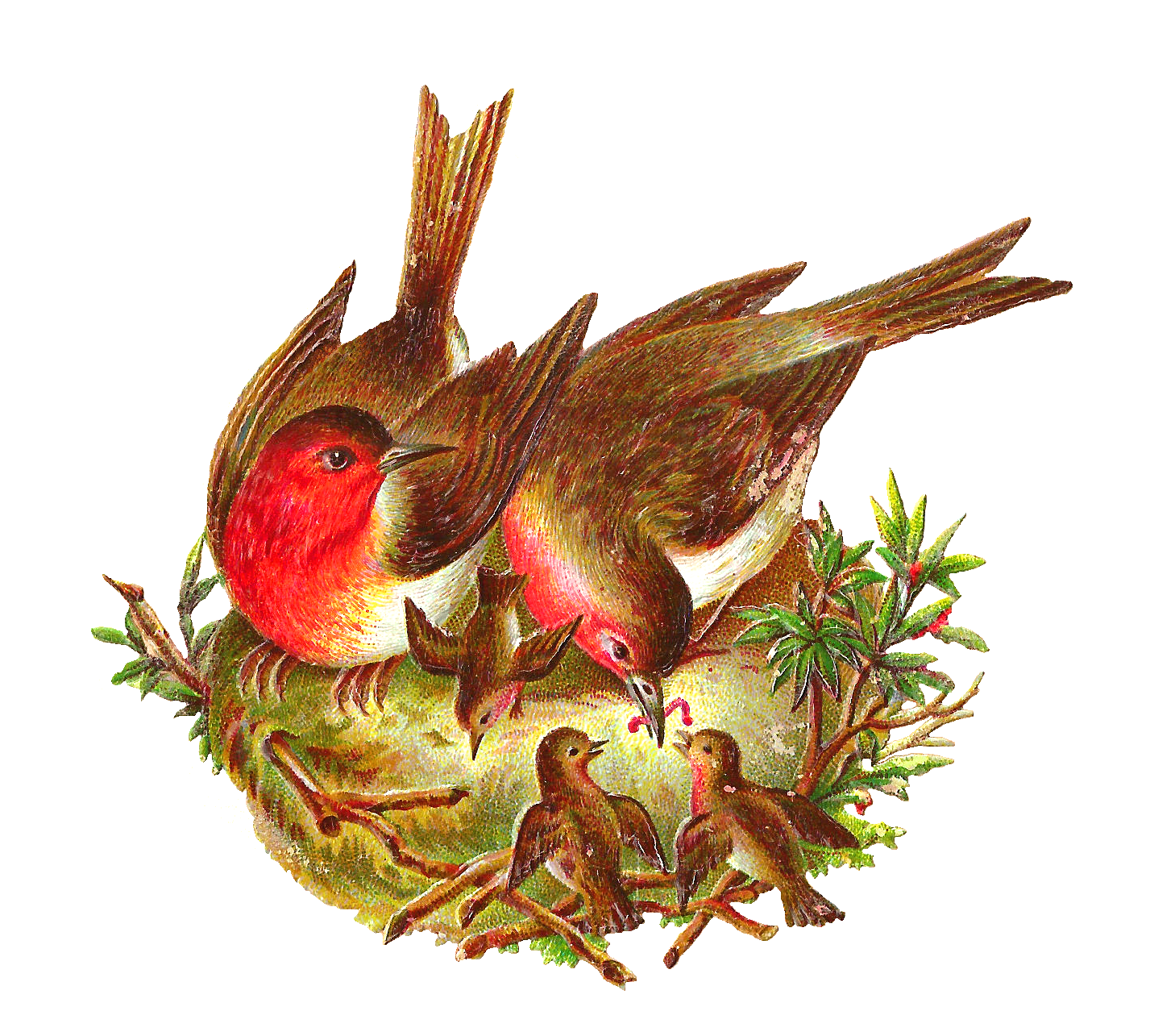 Nest PNG Pic