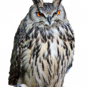 Télécharger OWL PNG