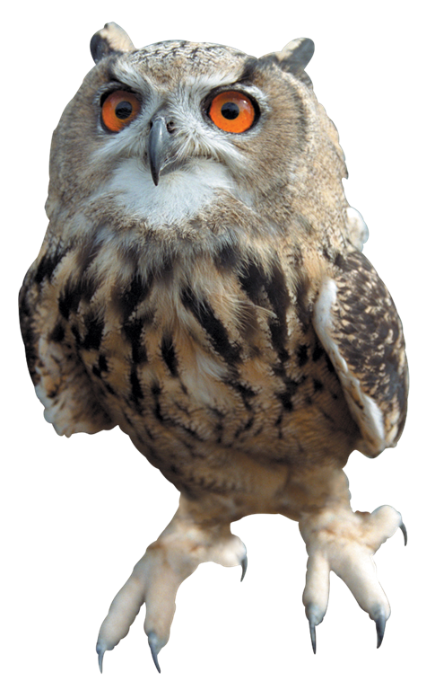 Owl Free Download PNG