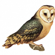 Owl High-Quality PNG