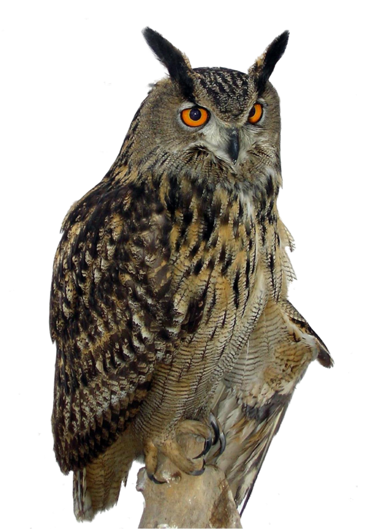 Owl PNG Clipart