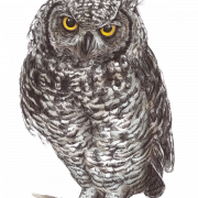 Owl PNG Pic