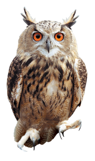 Owl PNG Transparent Images | PNG All