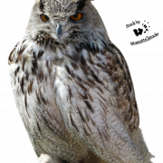 Owl Transparent