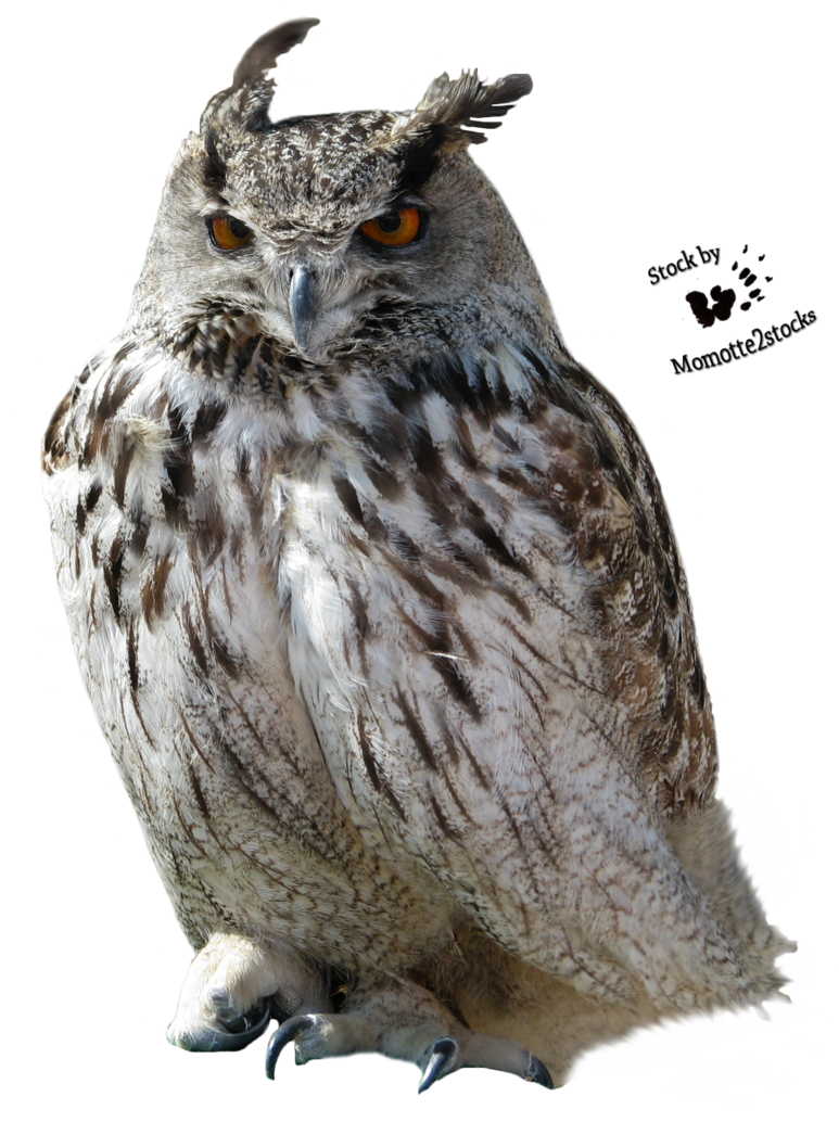 Owl Transparent