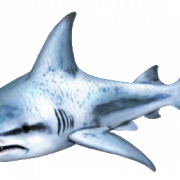 Shark Gratis Unduh PNG