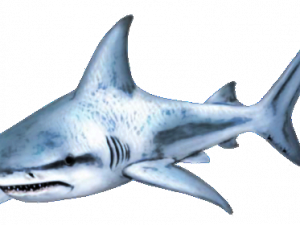 Shark Free Download PNG