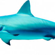 Shark gratis PNG -afbeelding