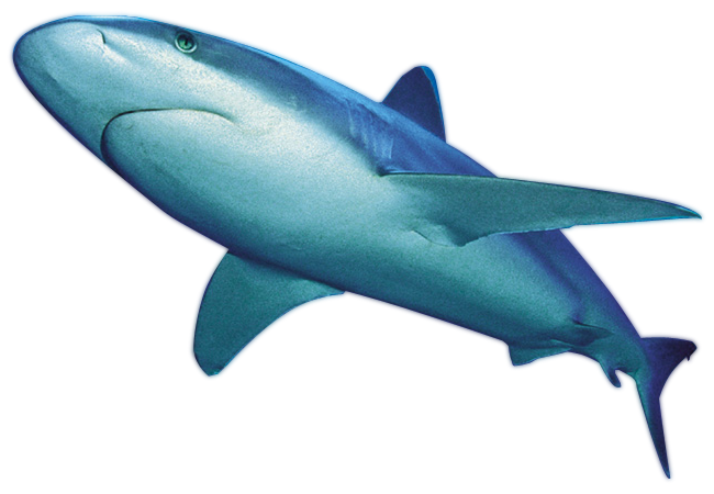 File di squalo PNG