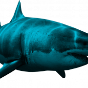 Image PNG de requin