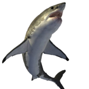 Imagem de tubarão PNG