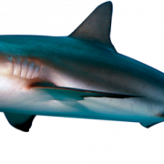 Haaien transparant