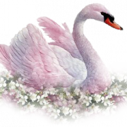 Swan Unduh PNG