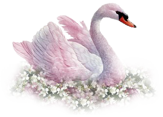 Swan Download PNG