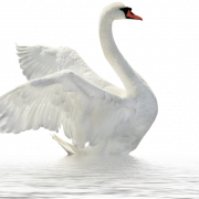 Swan kostenloser Download PNG