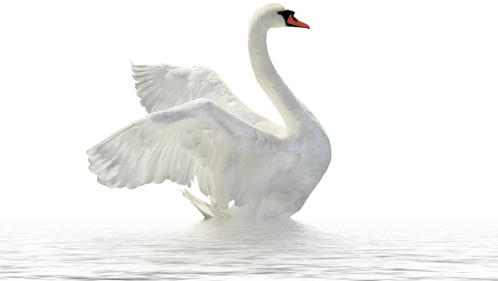 Swan ดาวน์โหลดฟรี png