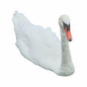 Swan gratis PNG -afbeelding