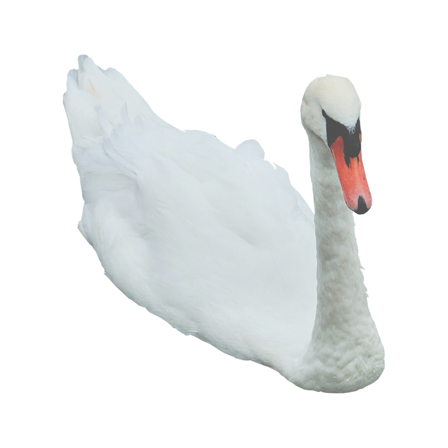 Swan Free PNG Image
