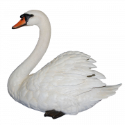 CLIPART PNG SWAN