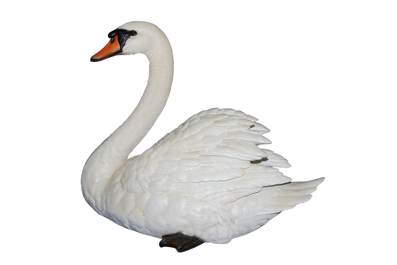 Swan PNG Clipart