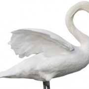 ไฟล์ Swan Png