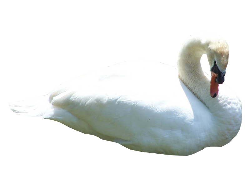 Swan PNG HD
