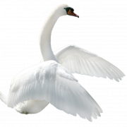 Лебедь PNG Image