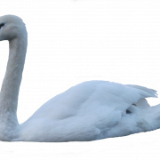 Swan PNG الموافقة المسبقة عن علم