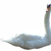 Swan PNG resmi