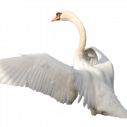 Swan Transparan