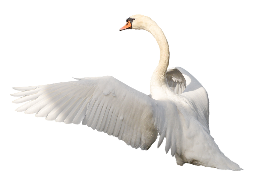 Swan transparente