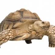 Tortoise Free Download PNG